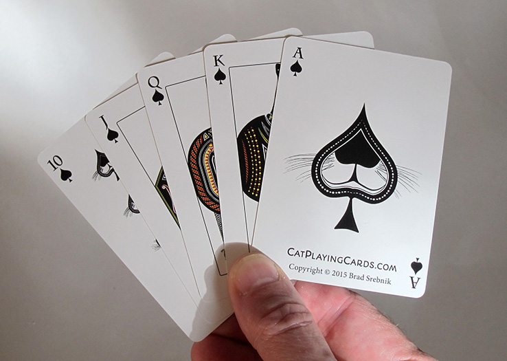 cat playing cards